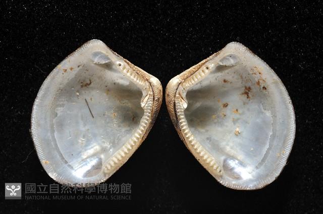 果核銀錦蛤藏品圖，第2張
