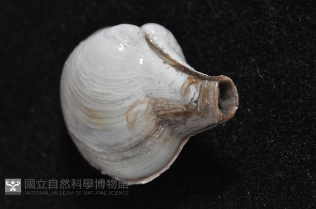 太平洋深淵杓蛤藏品圖，第2張