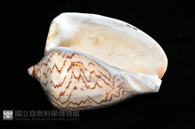 舞袖渦螺藏品圖，第2張