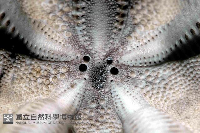 結實裂星海膽藏品圖，第2張