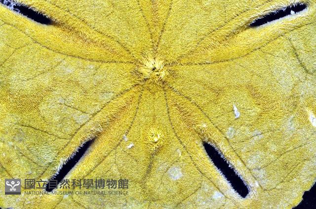 曼氏星盾(孔楯)海膽藏品圖，第2張