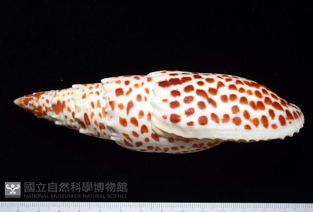 大紅牙筆螺藏品圖，第2張