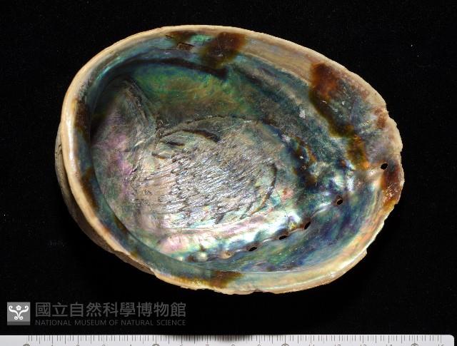 孔雀鮑螺藏品圖，第2張