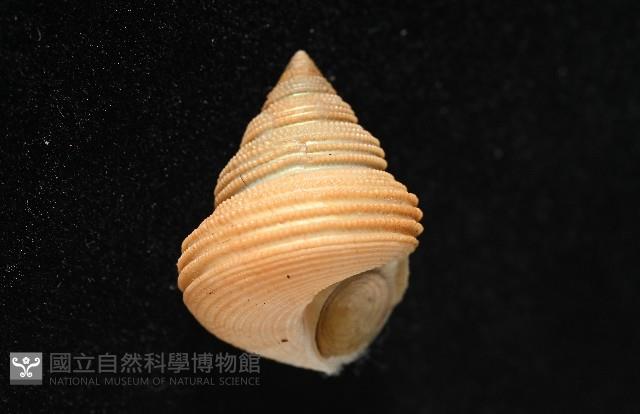 景林鐘螺藏品圖，第2張