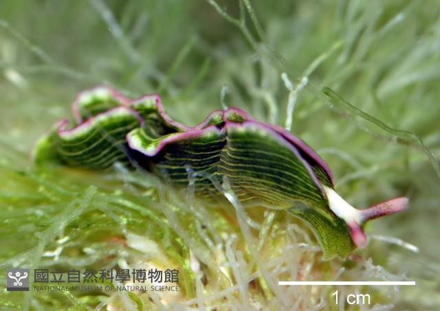 新種海天牛藏品圖，第2張