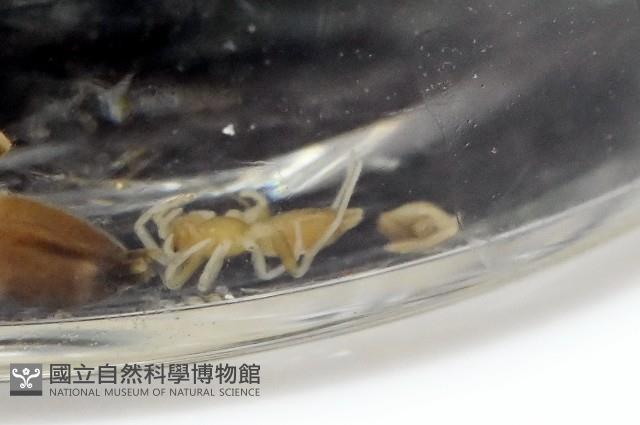 臺灣秘蛛藏品圖，第2張