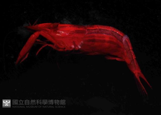 海羊齒共生長臂蝦之一種藏品圖，第2張