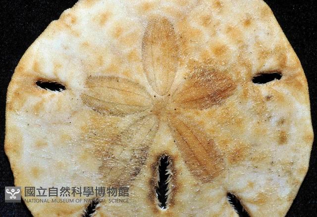等格蜜餅海膽藏品圖，第2張