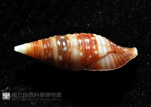 小珠筆螺藏品圖，第2張