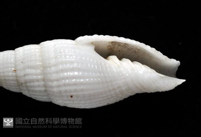玉麟蛹筆螺藏品圖，第2張