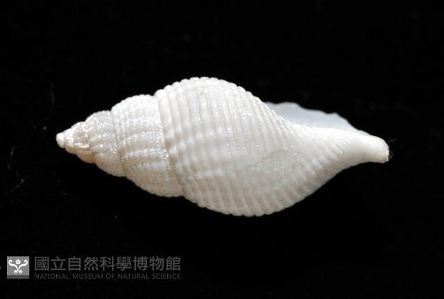 大溪峨螺(新種)藏品圖，第2張