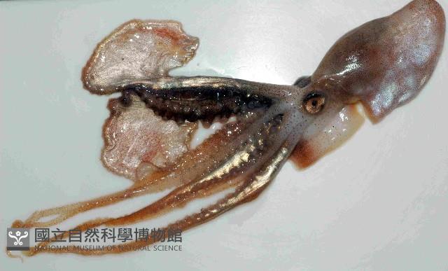 扁船蛸藏品圖，第2張