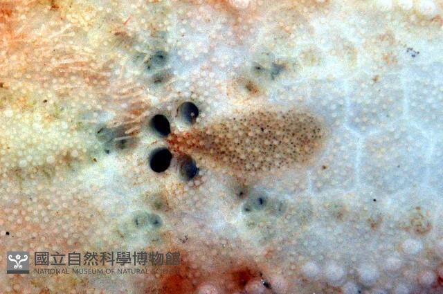 秀麗布萊海膽藏品圖，第2張
