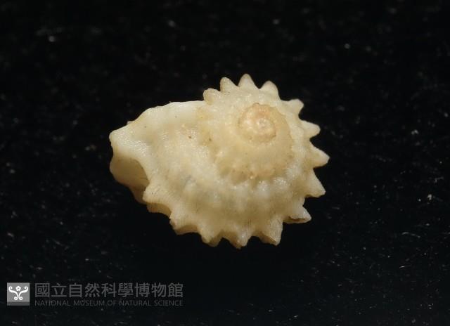 小夜曲花冠螺藏品圖，第2張