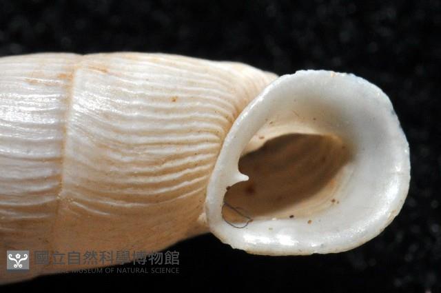 登錄號:004723-00002藏品圖，第2張