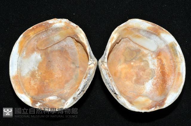 台灣滿月蛤藏品圖，第2張