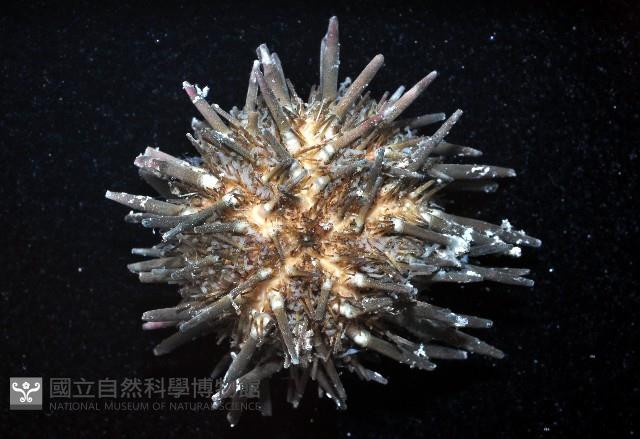 口鰓海膽藏品圖，第2張