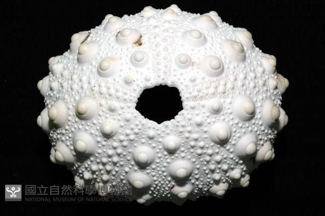 石筆海膽(鉛筆海膽)藏品圖，第2張