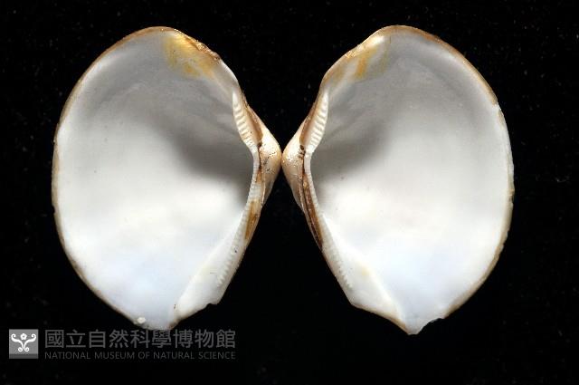 黃錦蛤藏品圖，第2張