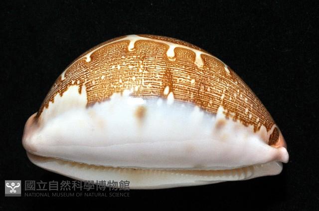 泛紅地圖寶螺藏品圖，第2張