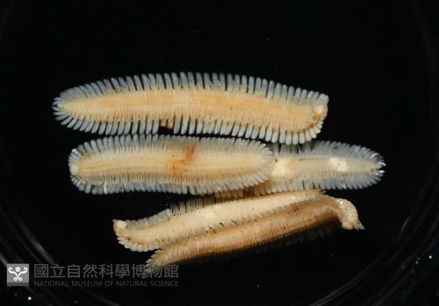 新種雄顎平馬陸藏品圖，第2張