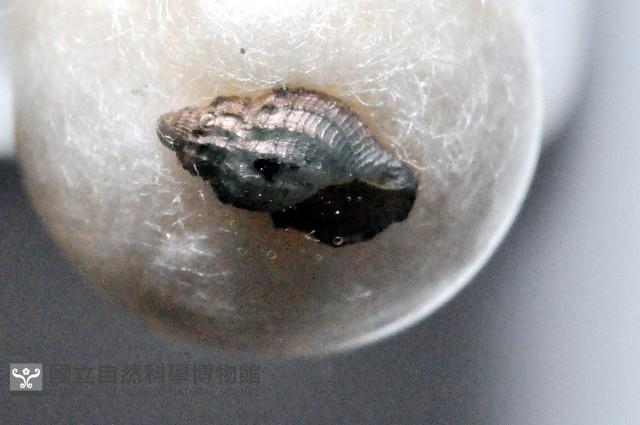 新種捲管螺類藏品圖，第2張