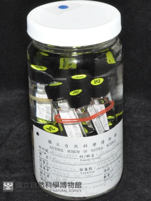 邦查奇異鞭尾蟲(新種)藏品圖，第2張