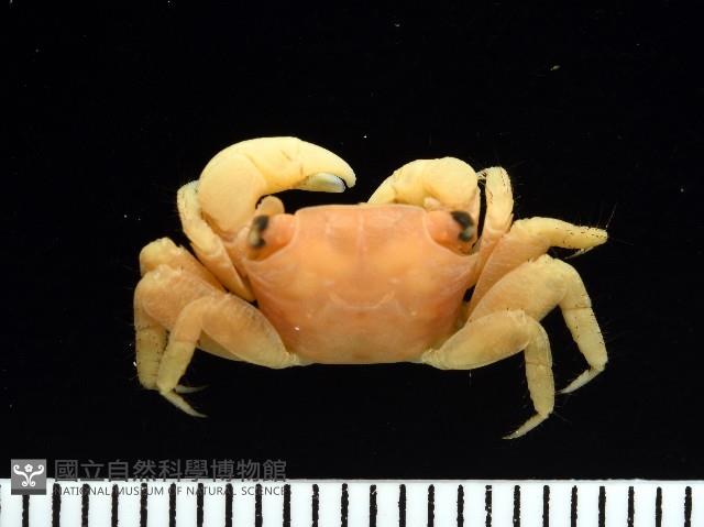 珊瑚擬相手蟹藏品圖，第2張