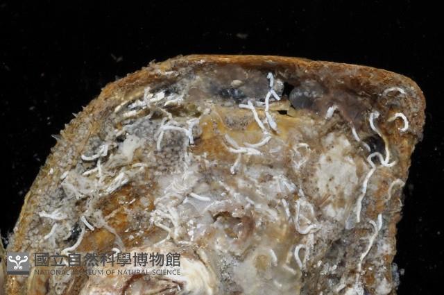 膨肚(大肚)鶯蛤藏品圖，第2張