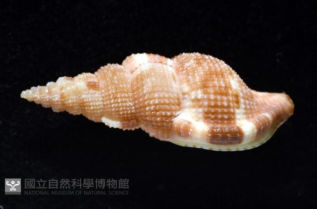 細鋸布紋螺藏品圖，第2張