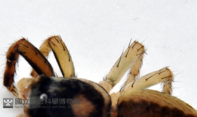 多色金毛蛛藏品圖，第2張