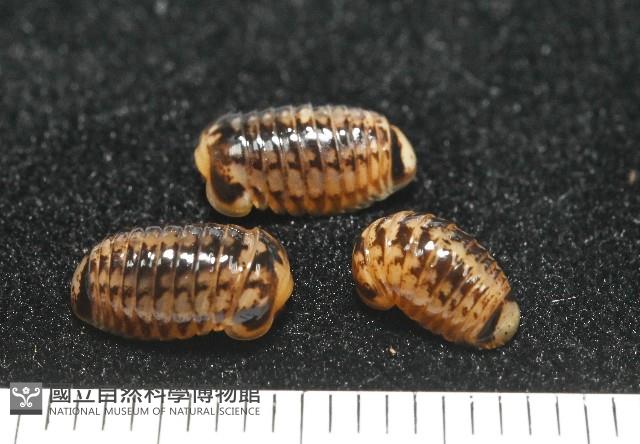 雙色木球馬陸藏品圖，第2張