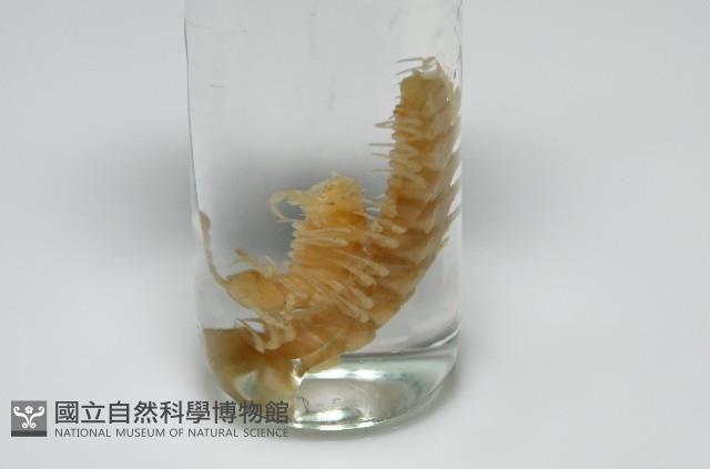肥油雕背帶馬陸藏品圖，第2張