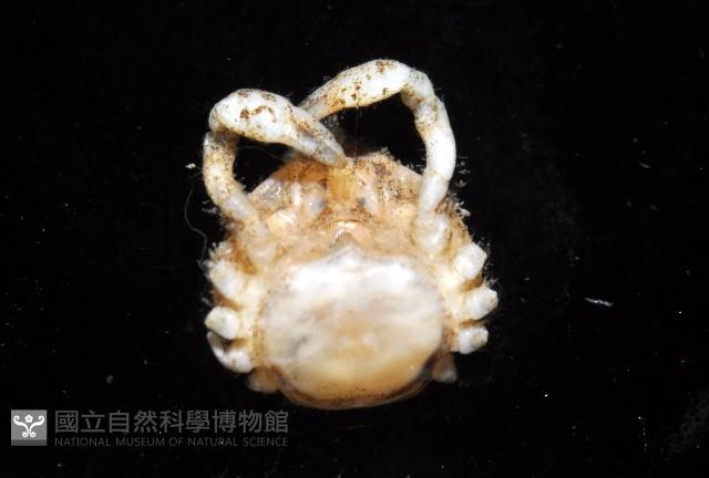 齊柏林新尖額蟹藏品圖，第2張