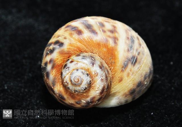 豹斑玉螺藏品圖，第2張