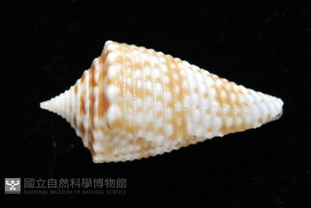 土生芋螺(新種)藏品圖，第2張
