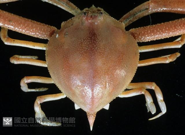 遁行長臂蟹藏品圖，第2張