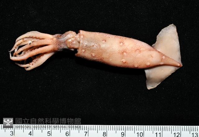 深海玻璃魷魚藏品圖，第2張