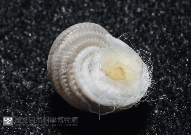 琉金雕鐘螺藏品圖，第2張