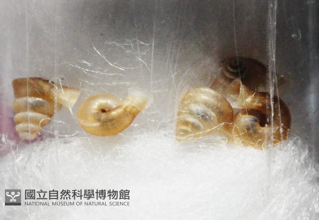 墾丁高口蝸藏品圖，第2張