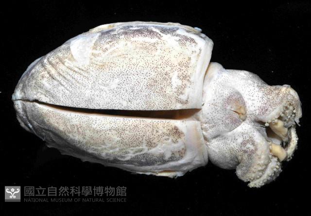 絲腕烏賊(新種)藏品圖，第2張