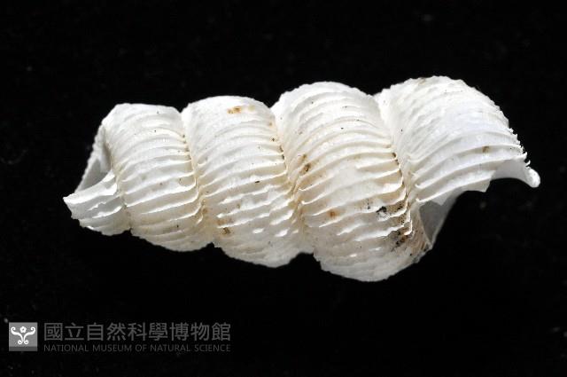 新種綺螄螺藏品圖，第2張