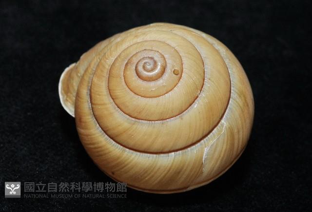 金崙栗蝸藏品圖，第2張