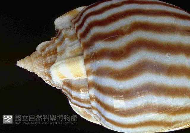 條紋鬘螺藏品圖，第2張