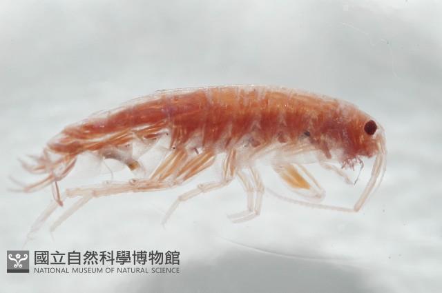 新種蘭嶼端足類藏品圖，第2張