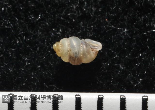 高山台灣芝麻蝸牛藏品圖，第2張