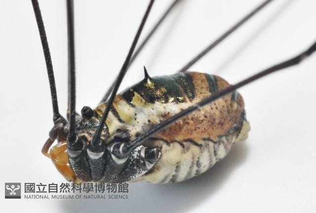 背斑偽盾刺盲蛛藏品圖，第2張
