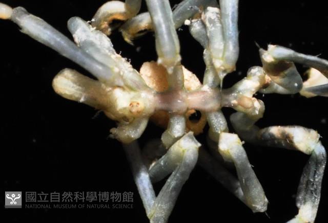未知種海蜘蛛藏品圖，第2張