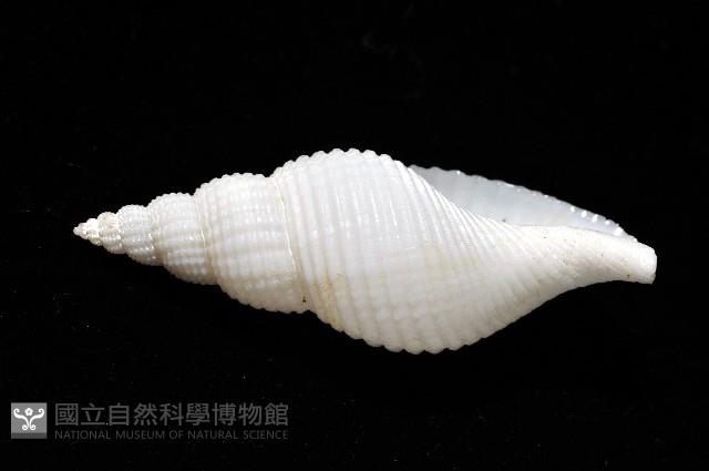 琉球峨螺藏品圖，第2張