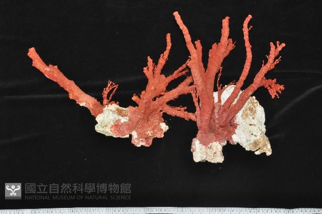 紅扇珊瑚藏品圖，第2張
